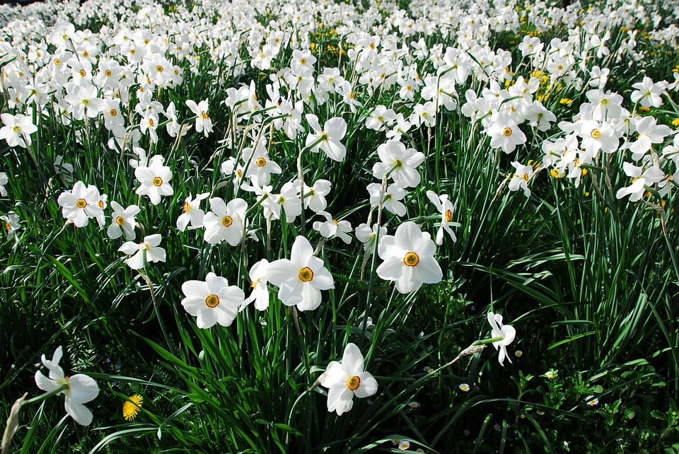 N. poeticus daffodils